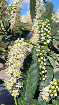 Prunus laurocerasus "Otto Luyken" - (Kirschlorbeer "Otto Luyken"),